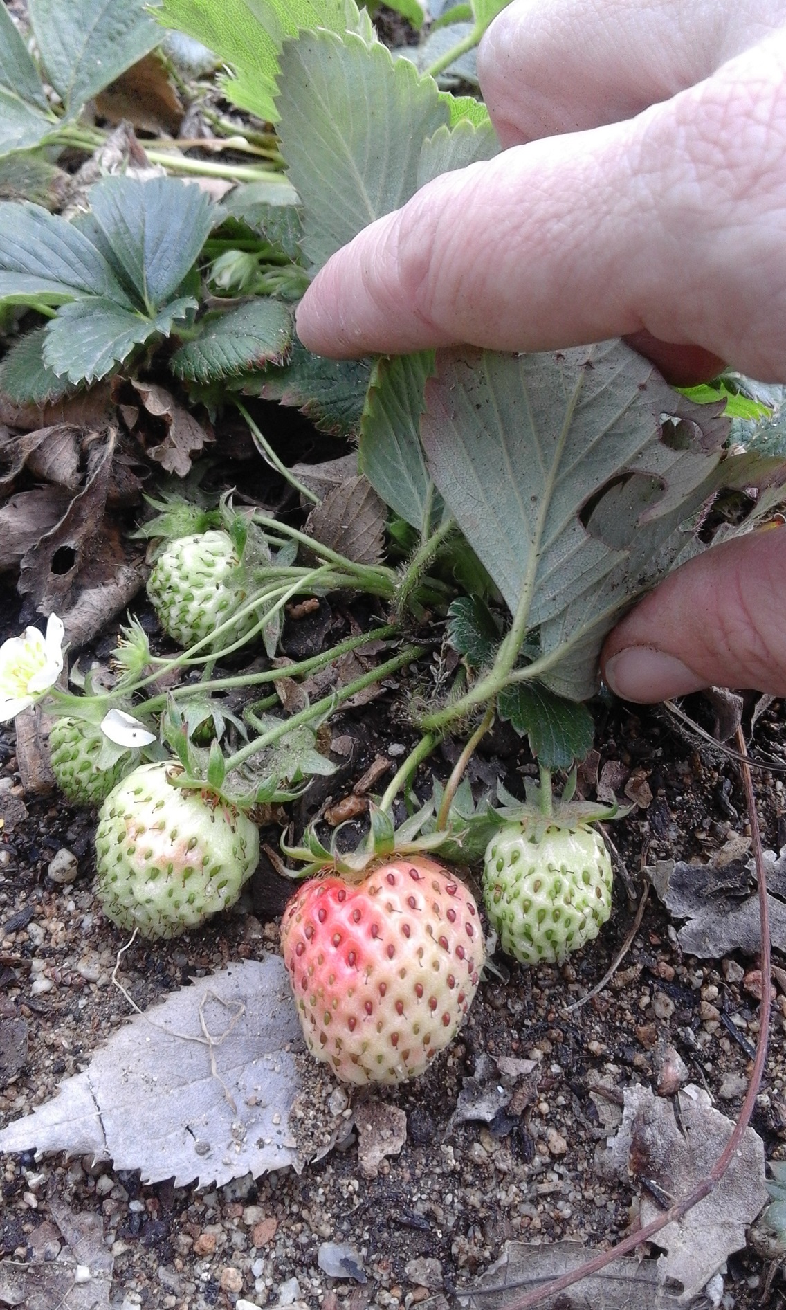 hort maduixes