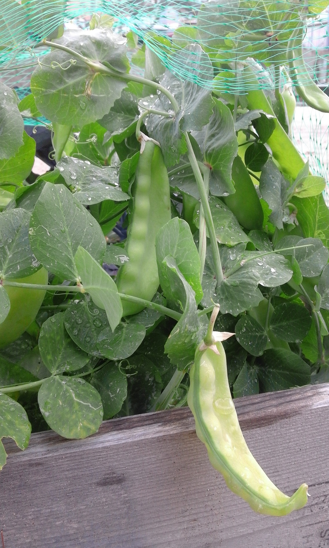 hort pèsols